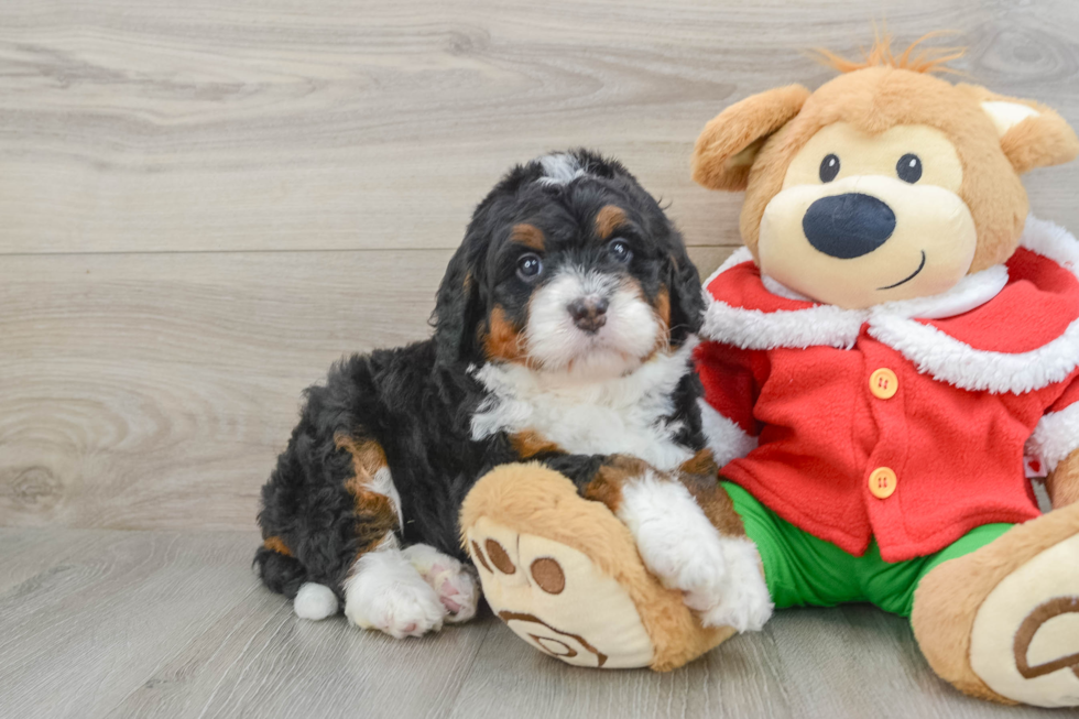 Little Bernadoodle Poodle Mix Puppy