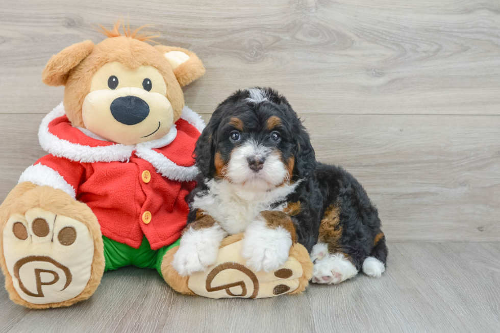 Best Mini Bernedoodle Baby