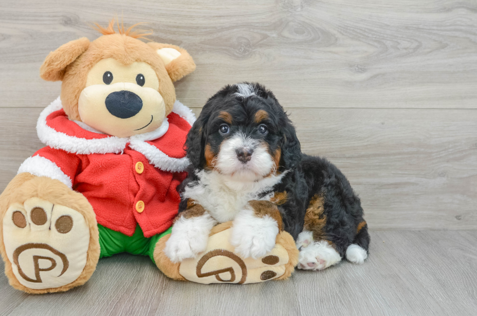 5 week old Mini Bernedoodle Puppy For Sale - Premier Pups