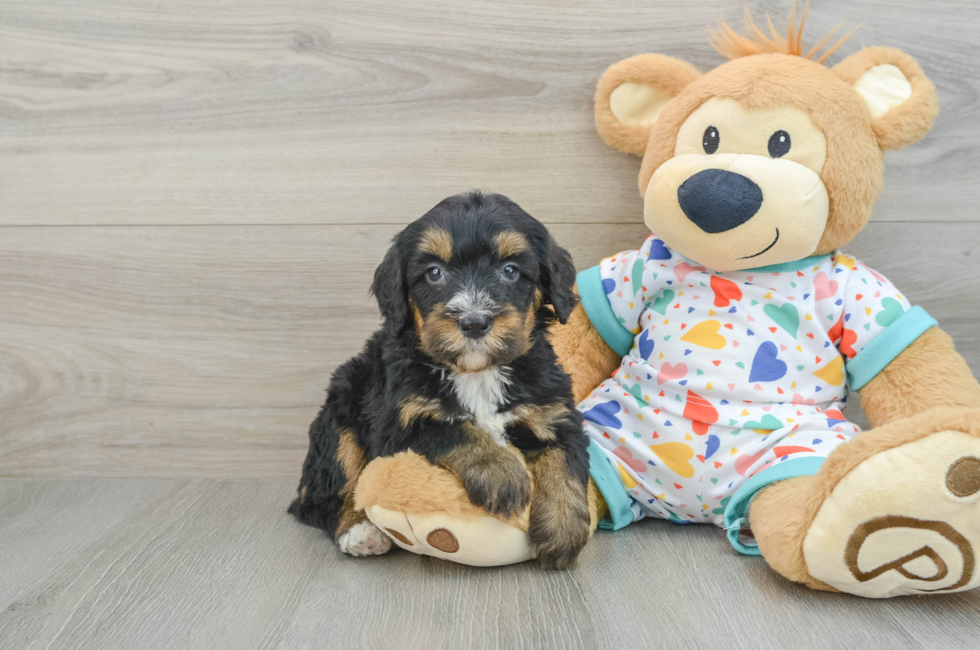 7 week old Mini Bernedoodle Puppy For Sale - Premier Pups