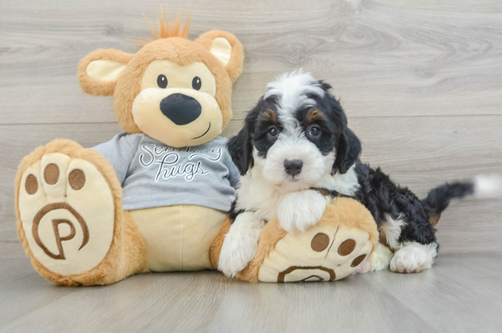 6 week old Mini Bernedoodle Puppy For Sale - Premier Pups