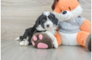 Best Mini Bernedoodle Baby