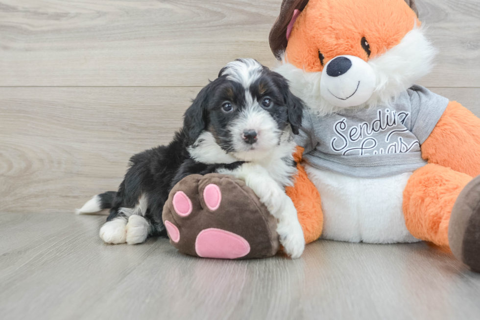 Best Mini Bernedoodle Baby
