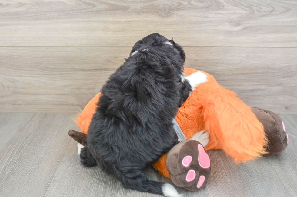Smart Mini Bernedoodle Poodle Mix Pup