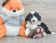 6 week old Mini Bernedoodle Puppy For Sale - Premier Pups