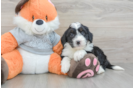 Happy Mini Bernedoodle Baby