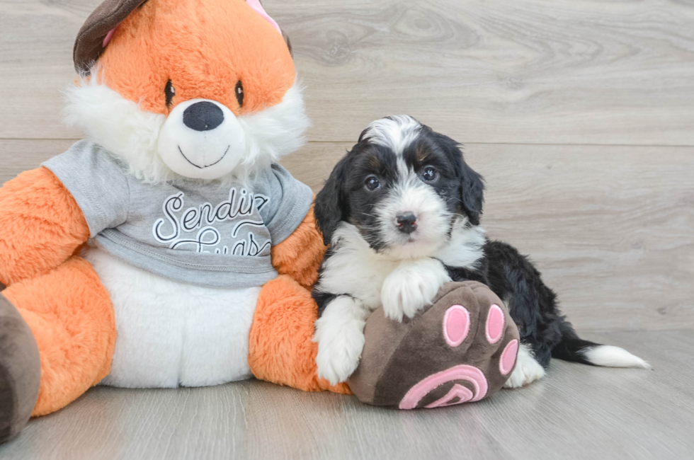 5 week old Mini Bernedoodle Puppy For Sale - Premier Pups