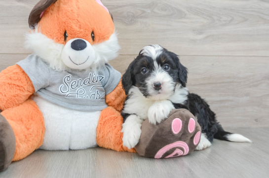 Happy Mini Bernedoodle Baby