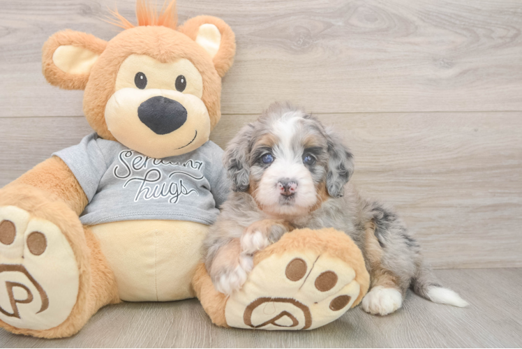 Mini Bernedoodle Pup Being Cute