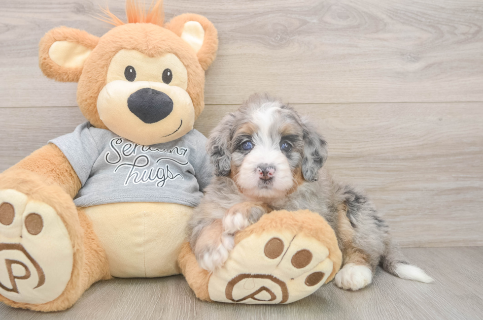 5 week old Mini Bernedoodle Puppy For Sale - Premier Pups