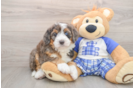 Friendly Mini Bernedoodle Baby