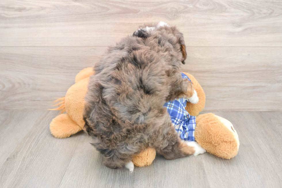 Mini Bernedoodle Puppy for Adoption