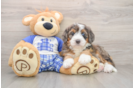 Best Mini Bernedoodle Baby