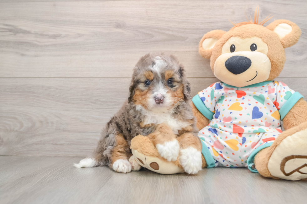 Friendly Mini Bernedoodle Baby