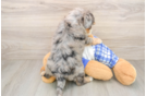 Mini Bernedoodle Puppy for Adoption
