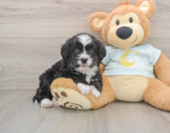 7 week old Mini Bernedoodle Puppy For Sale - Premier Pups