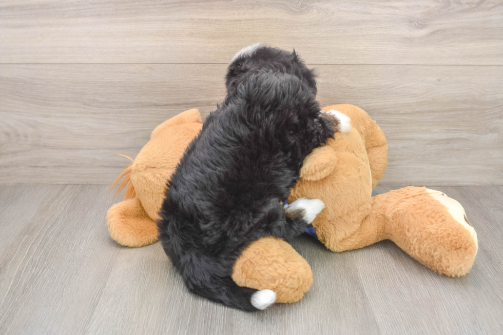 Best Mini Bernedoodle Baby