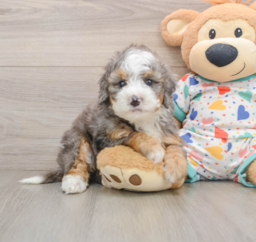 5 week old Mini Bernedoodle Puppy For Sale - Premier Pups