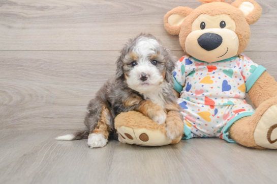 Mini Bernedoodle Pup Being Cute