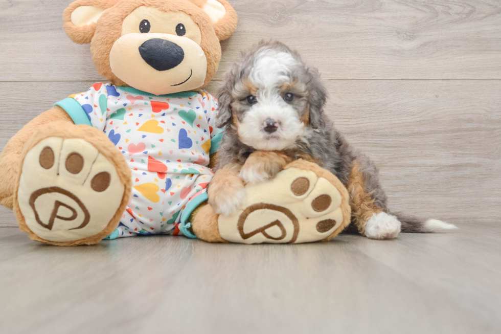 Sweet Mini Bernedoodle Baby