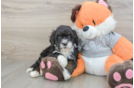 Petite Mini Bernedoodle Poodle Mix Pup