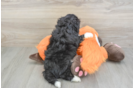 Sweet Mini Bernedoodle Baby