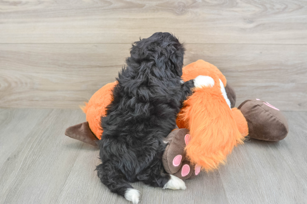Sweet Mini Bernedoodle Baby