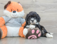 7 week old Mini Bernedoodle Puppy For Sale - Premier Pups