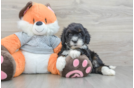 Mini Bernedoodle Pup Being Cute