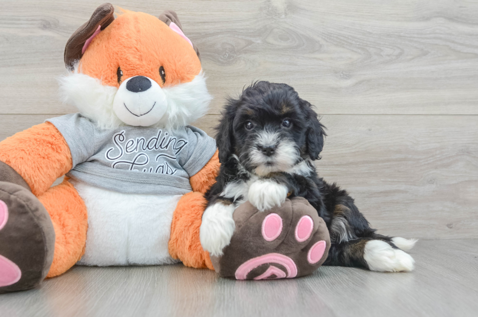 5 week old Mini Bernedoodle Puppy For Sale - Premier Pups