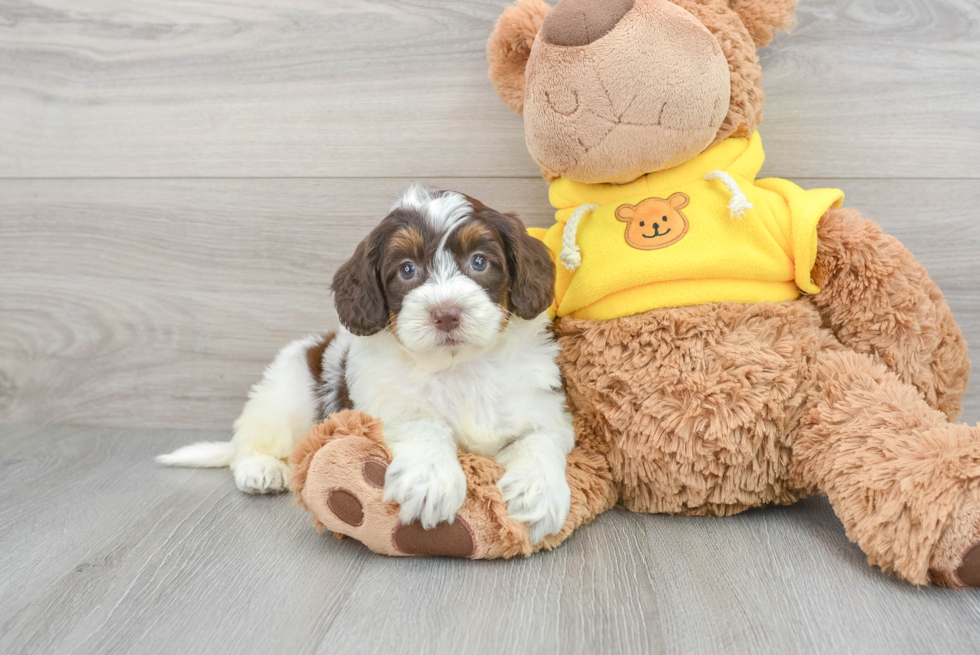 Friendly Mini Bernedoodle Baby