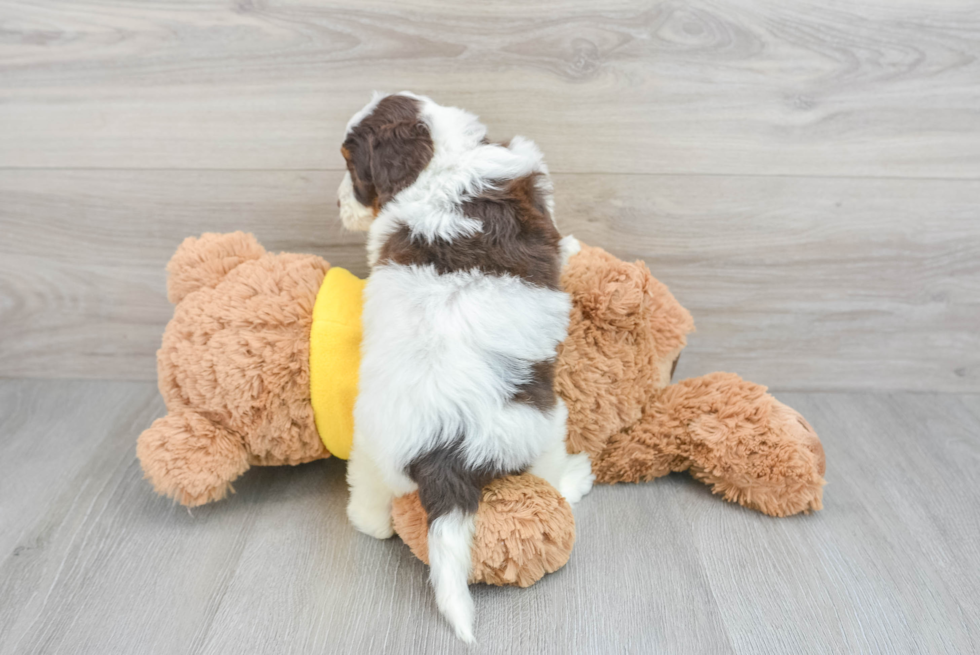 Energetic Bernadoodle Poodle Mix Puppy