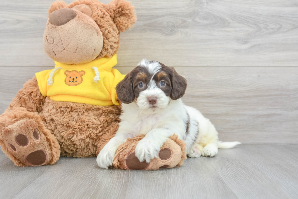 Fluffy Mini Bernedoodle Poodle Mix Pup