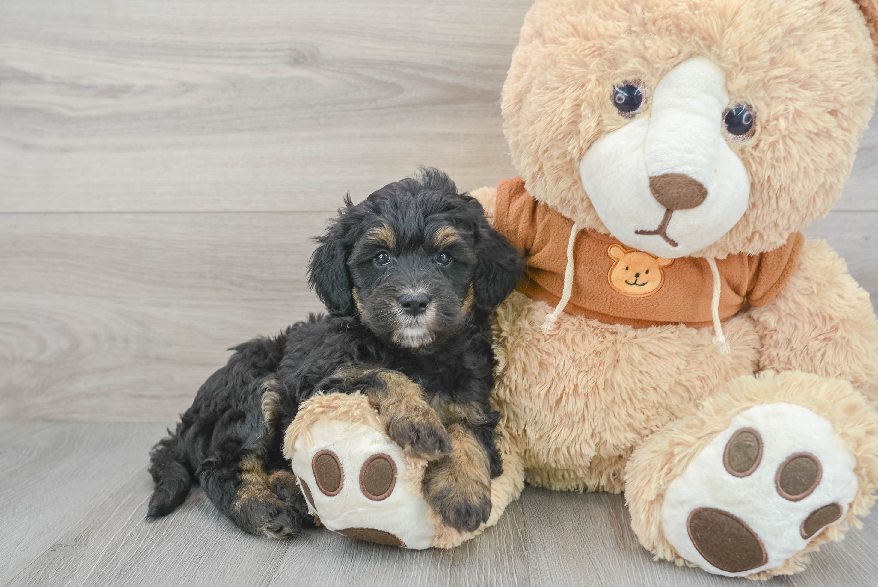 Hypoallergenic Bernadoodle Poodle Mix Puppy