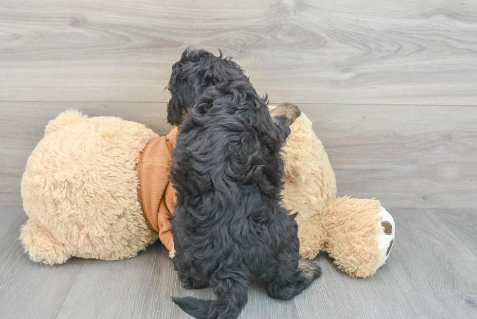 Fluffy Mini Bernedoodle Poodle Mix Pup