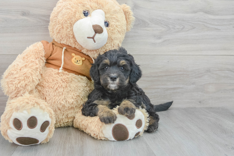 Little Bernadoodle Poodle Mix Puppy