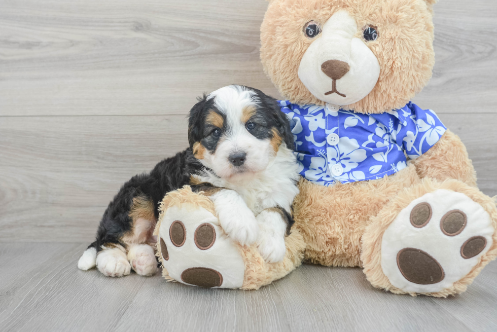 Playful Mini Berniedoodle Poodle Mix Puppy