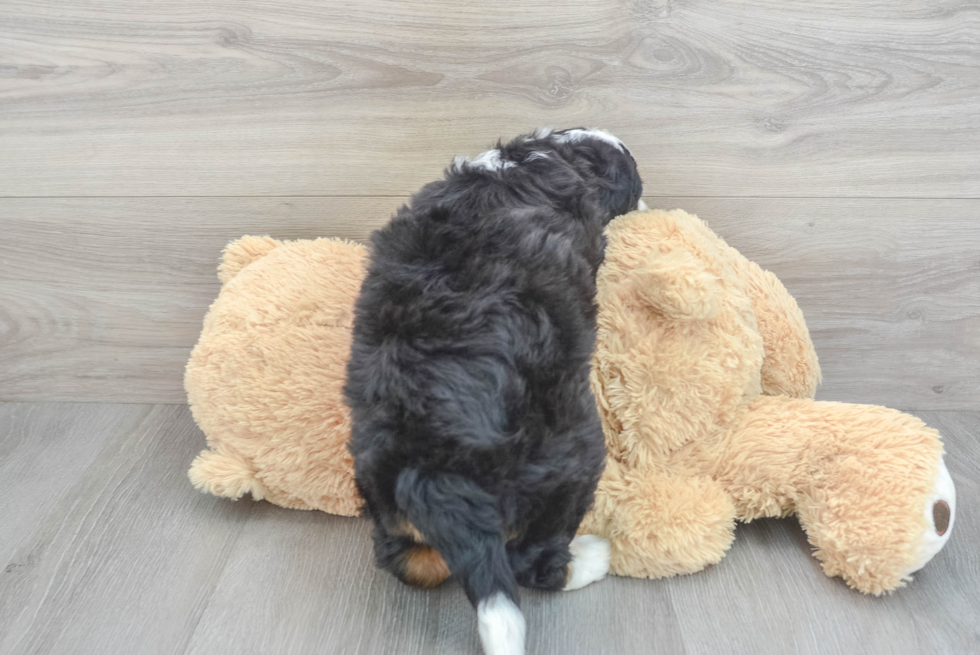 Best Mini Bernedoodle Baby