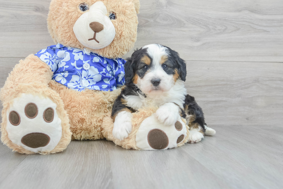 Mini Bernedoodle Puppy for Adoption