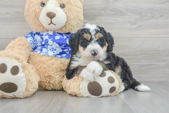 Mini Bernedoodle Puppy for Adoption