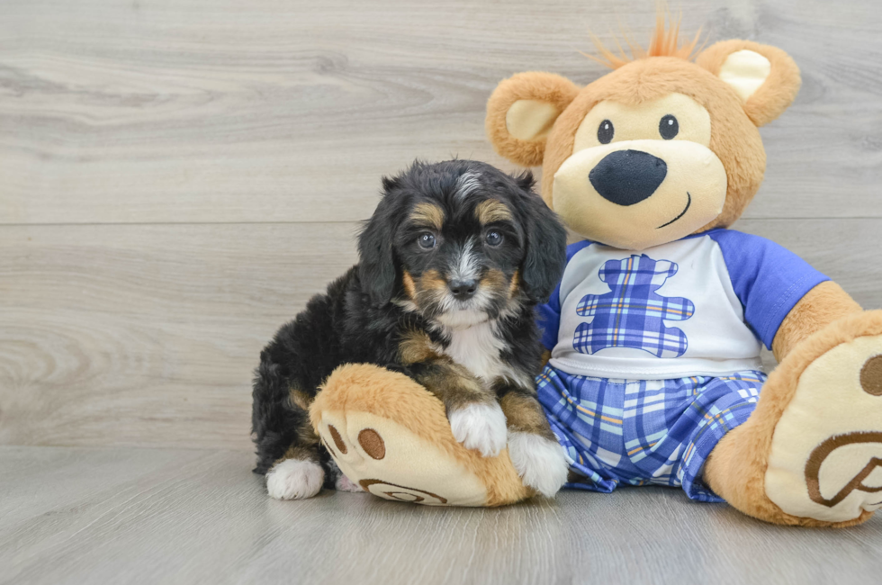 6 week old Mini Bernedoodle Puppy For Sale - Premier Pups