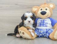 7 week old Mini Bernedoodle Puppy For Sale - Premier Pups