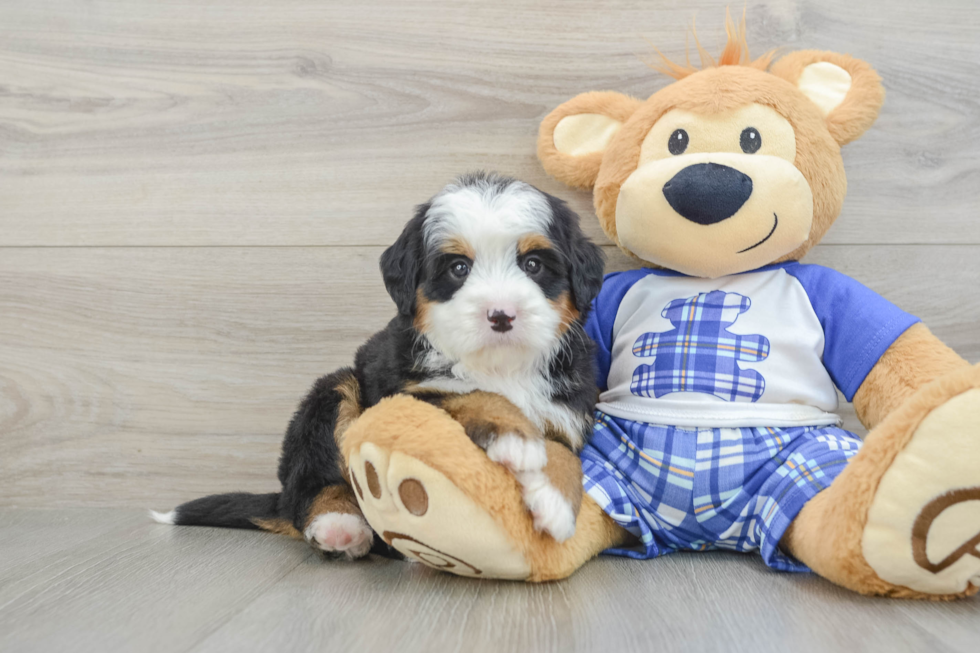 Energetic Bernadoodle Poodle Mix Puppy