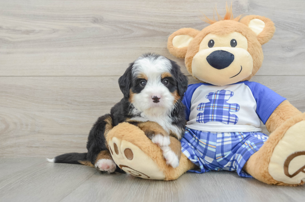 5 week old Mini Bernedoodle Puppy For Sale - Premier Pups