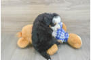 Playful Mini Bernese Poodle Poodle Mix Puppy