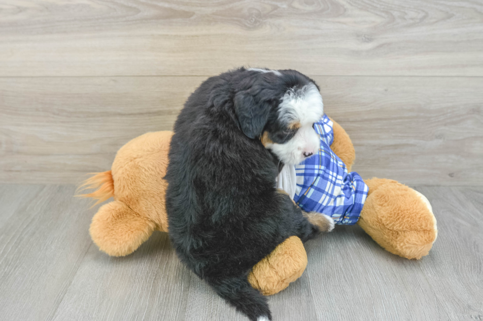Playful Mini Bernese Poodle Poodle Mix Puppy