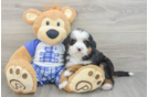 Smart Mini Bernedoodle Poodle Mix Pup