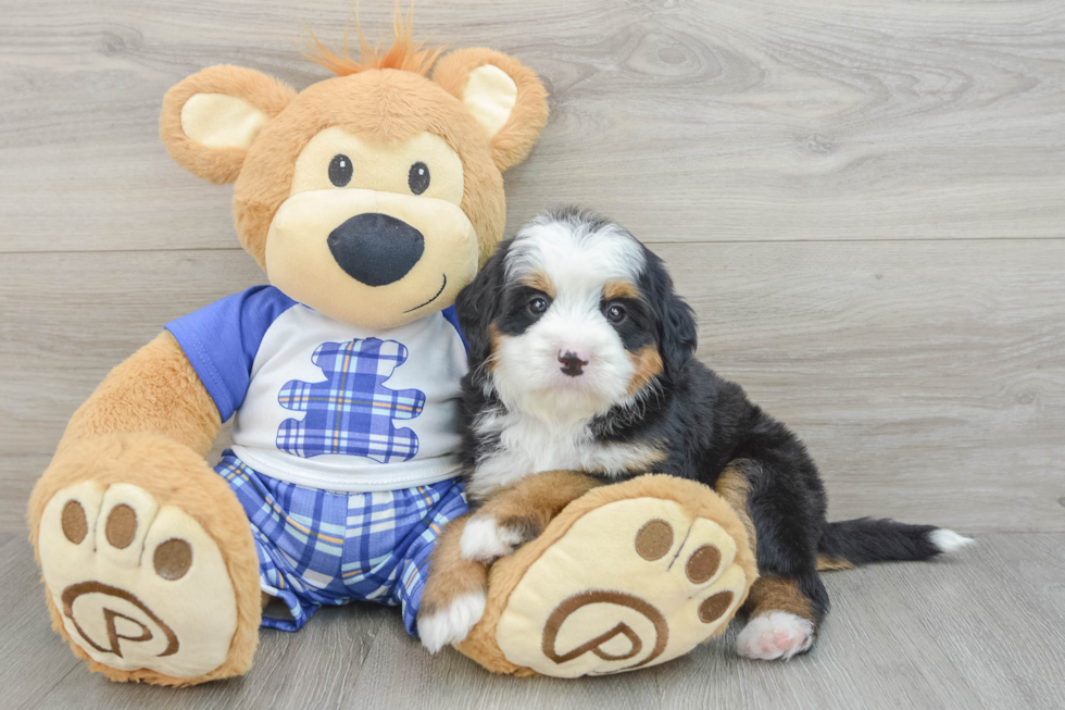 Smart Mini Bernedoodle Poodle Mix Pup