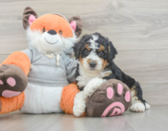 7 week old Mini Bernedoodle Puppy For Sale - Premier Pups