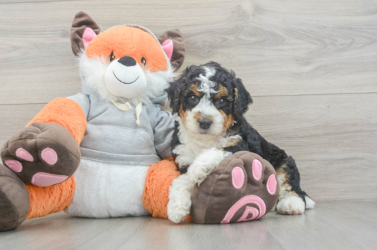 Mini Bernedoodle Puppy for Adoption